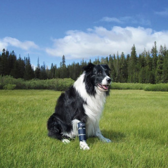 BALTO BT Knochen-Vorderbeinfraktur-Orthese, Größe S - 