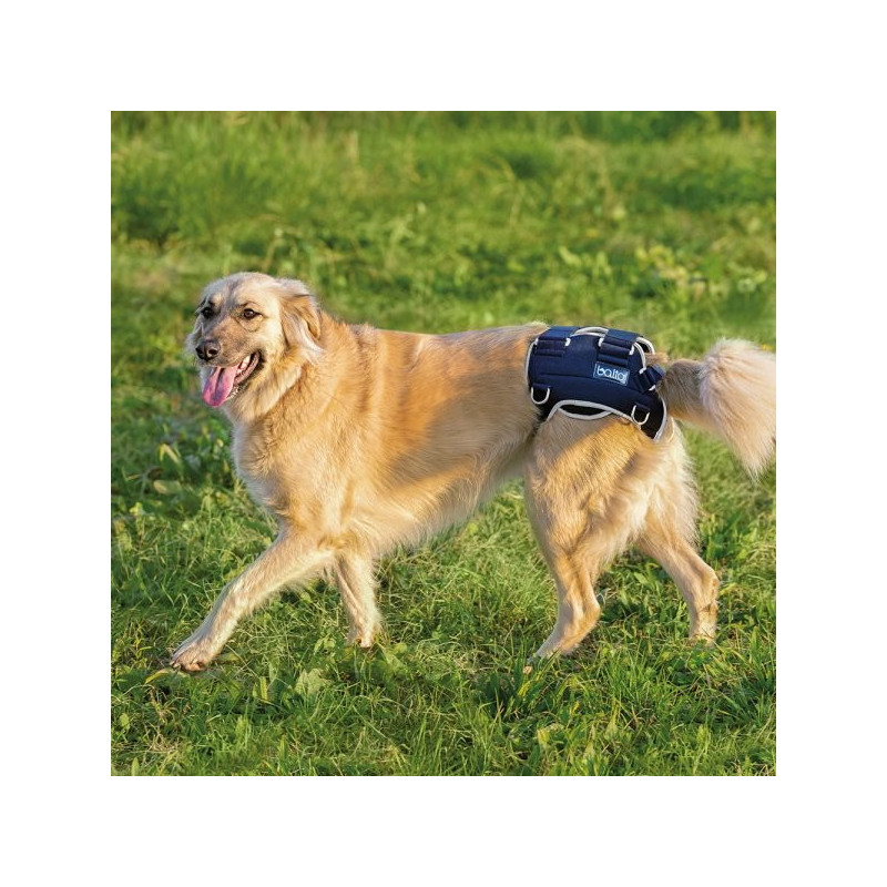 are there braces for dogs with hip dysplasia