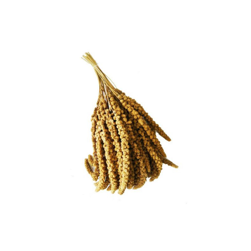 ALI' SEEDS Ali Panico in Spighe 250 g.