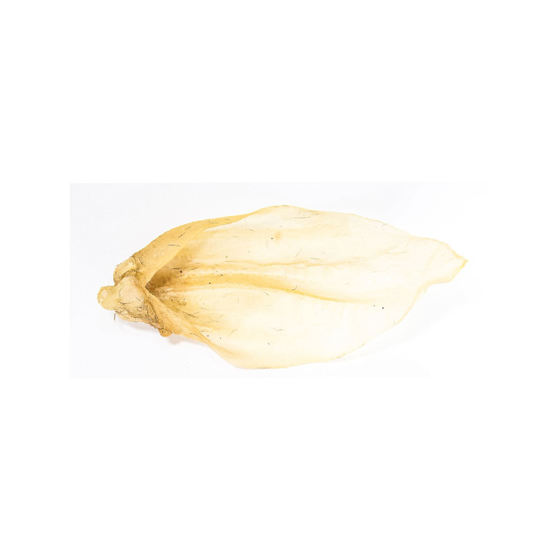 Gusto - Snack Orecchie di Bovino 100% Essicato - 1 Pezzo (Cane) Gusto - Snack Orecchie di Bovino 100% Essicato - 1 Pezzo (Cane)