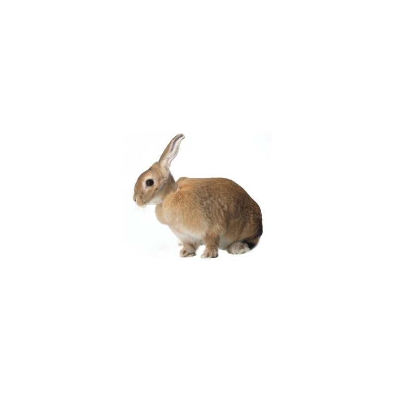 KRUUSE Collier élisabéthain pour Lapins KRUUSE Collier élisabéthain pour Lapins