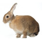 KRUUSE Collier élisabéthain pour Lapins