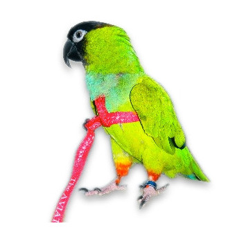 AVIATOR Harness for Parrots Green Color Size M.