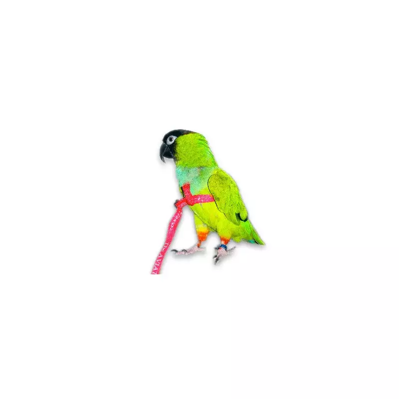 AVIATOR für Papageien Grüne Farbe Größe M.