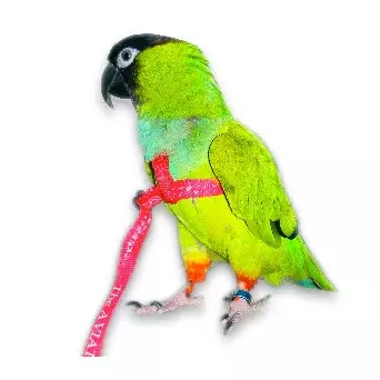 AVIATOR Harness for Parrots Red Color Size L.