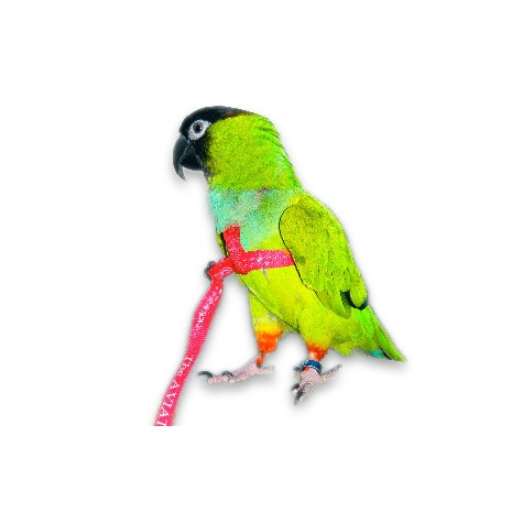 AVIATOR Harness for Parrots Color Black Size XL.