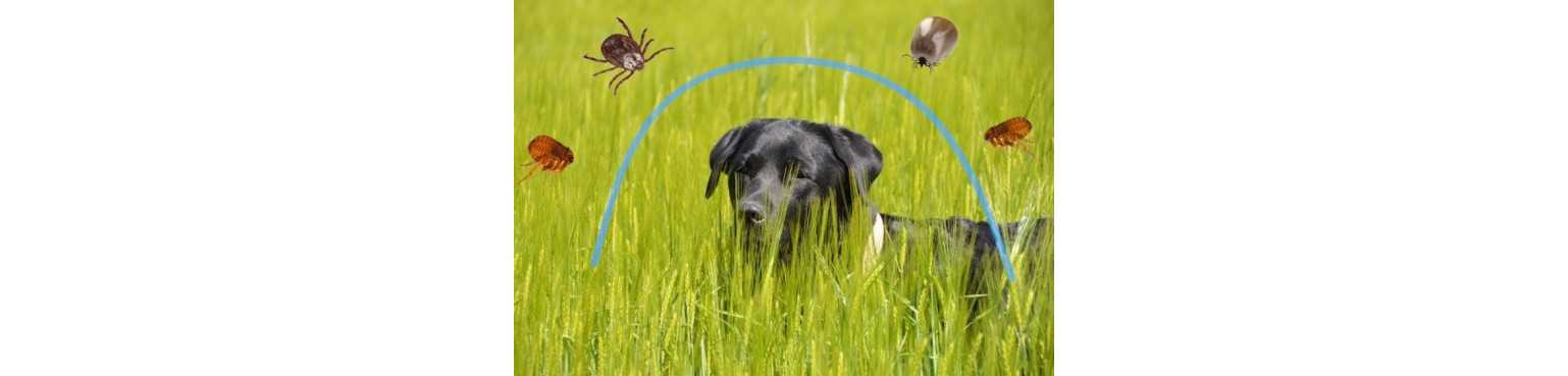 Antiparasitaires Chien | ParafarmaciaPet