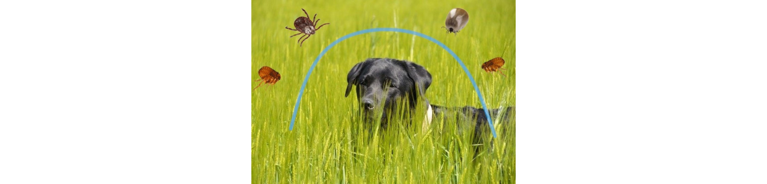 Pesticides for dogs at the best price