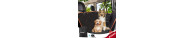Accessori Chiens