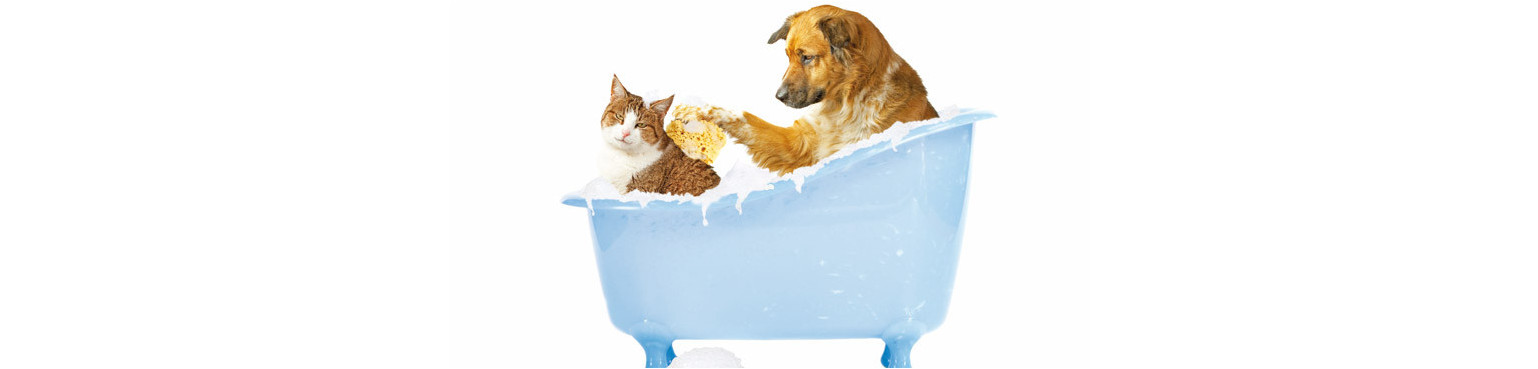 Cat care and hygiene products at the best price