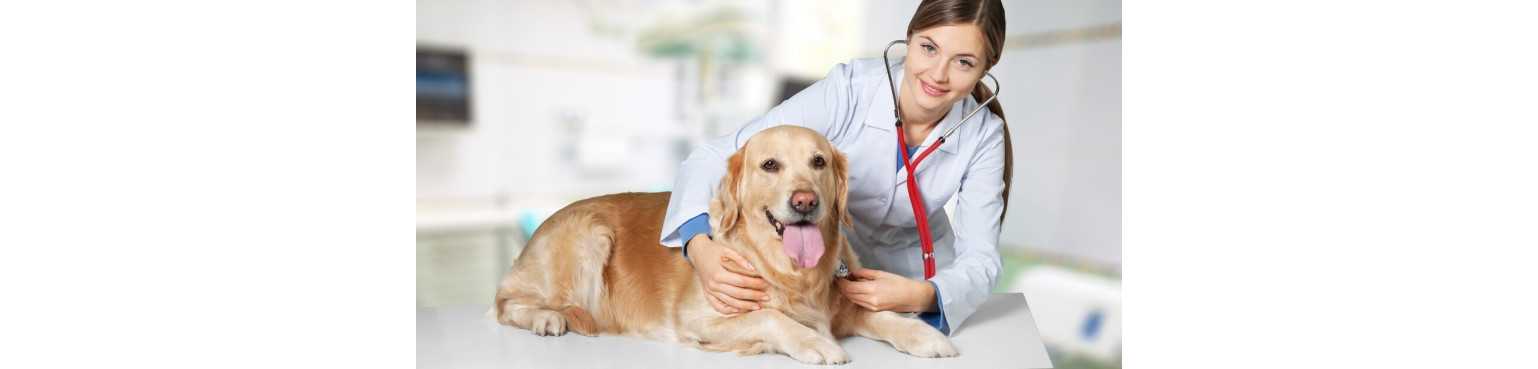 Matériel Consommable | ParafarmaciaPet