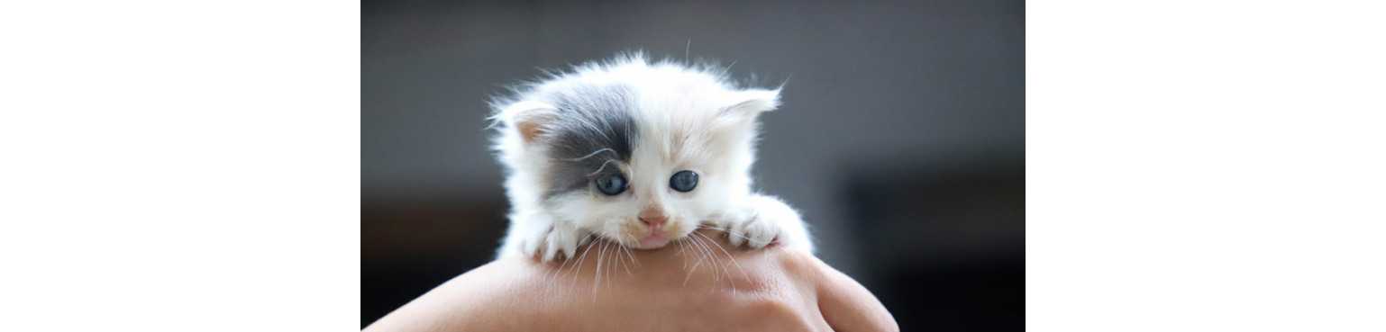 Croquettes Chats Kitten | ParafarmaciaPet