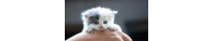Croquettes Chats Kitten