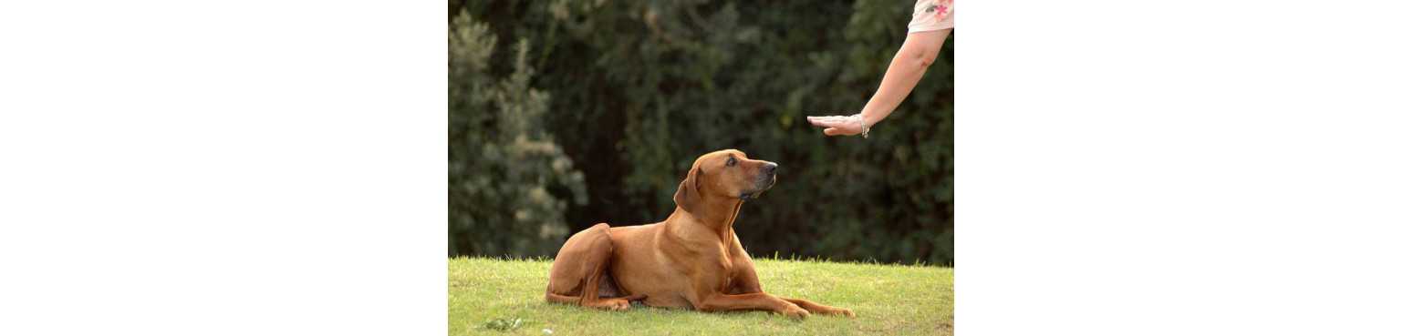 Crocchette per Cani Adulti | ParafarmaciaPet