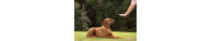 Cibo Secco Cani Adult