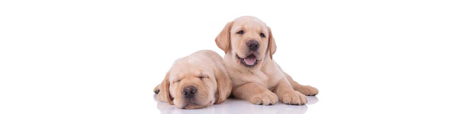 Crocchette per Cuccioli Puppy e Junior | ParafarmaciaPet