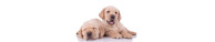 Croquettes Chiens Puppy