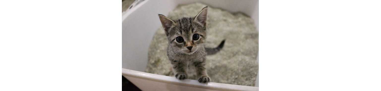 Lettiere e Toilette Chats | ParafarmaciaPet