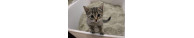Lettiere e Toilette Chats