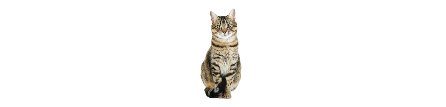 Buy Maintenance Wet Food for Adult Cats