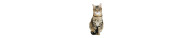 Cibo Umido Gatti Adult