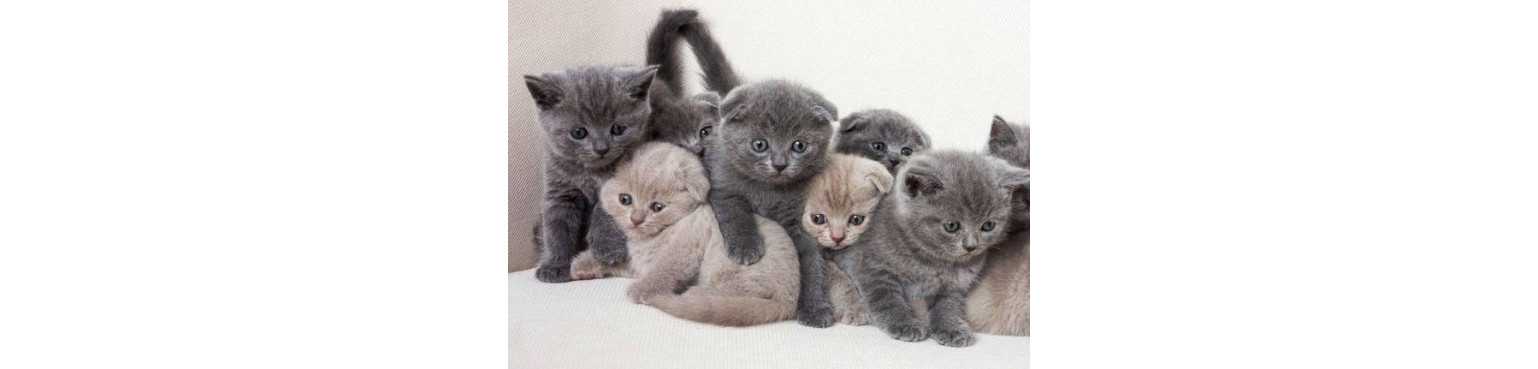 Pâtée Chats Kitten | ParafarmaciaPet