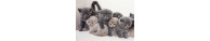 Pâtée Chats Kitten