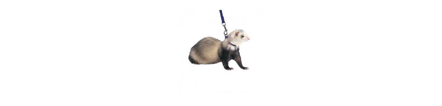Accessori e Giochi per Furetti | ParafarmaciaPet