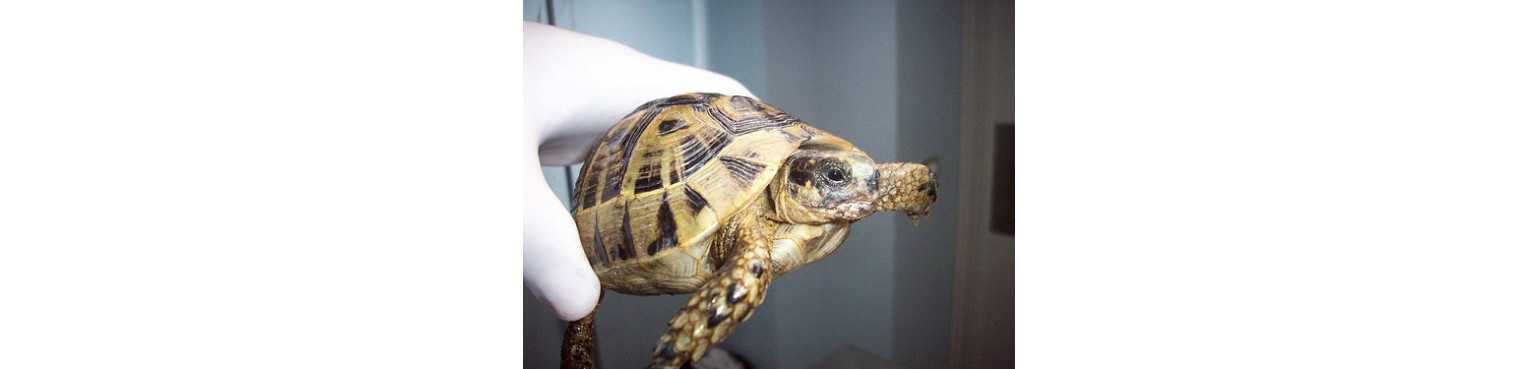 Tortues Terrestres | ParafarmaciaPet