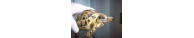 Tortues Terrestres