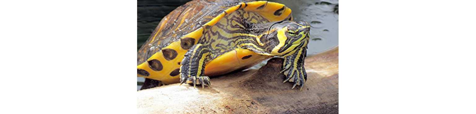 Tortues Aquatiques | ParafarmaciaPet