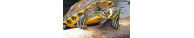 Tortues Aquatiques