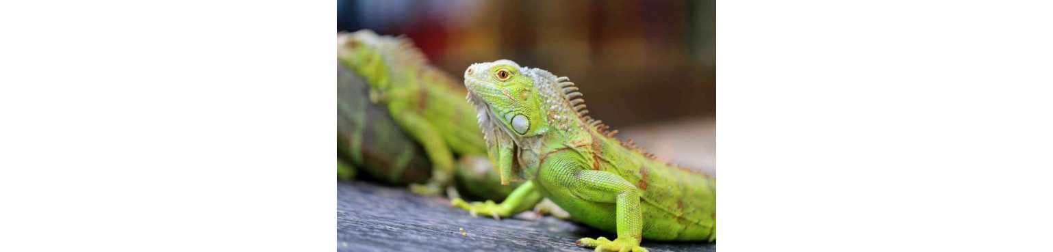 Iguane | ParafarmaciaPet