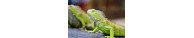 Iguane