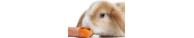 Aliments Rongeurs