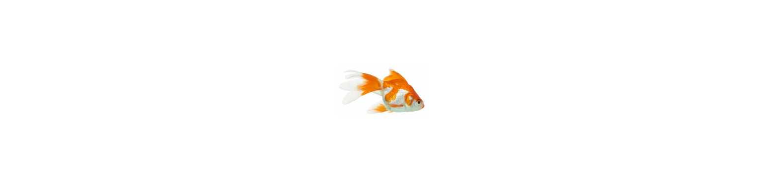 Poissons | ParafarmaciaPet