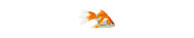 Poissons