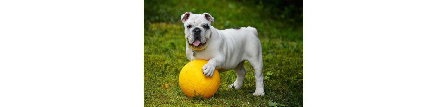 Acquista GIOCHI - Attività per cani felici