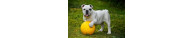 Giochi Cani