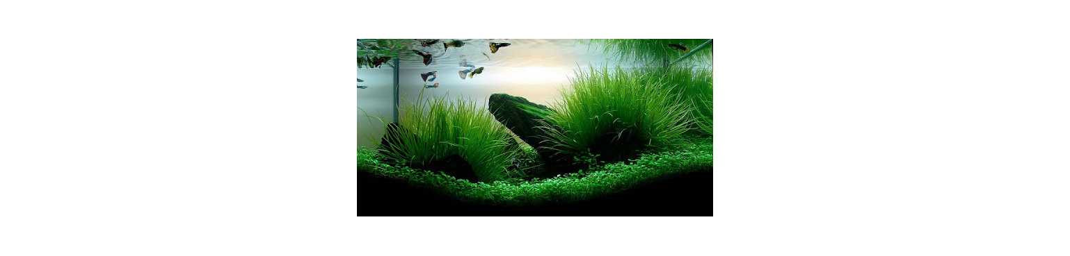 Trattamento D Acqua | ParafarmaciaPet