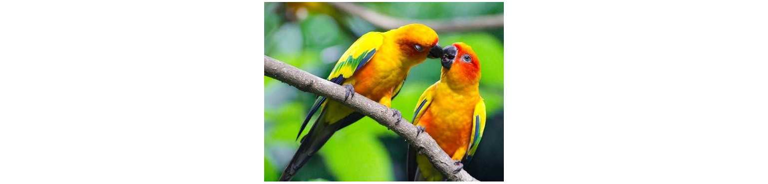 Oiseaux | ParafarmaciaPet