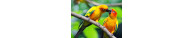 Oiseaux
