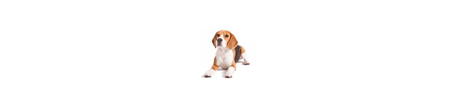 Chiens | ParafarmaciaPet