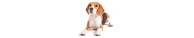 Chiens