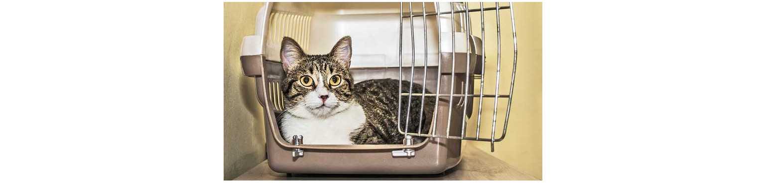 Cucce a Igloo, Cuscini e Trasportini per Gatti | ParafarmaciaPet