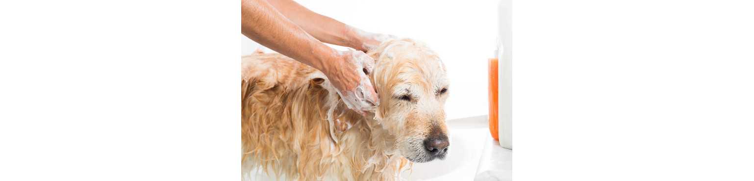 Shampooings, Après-shampooings et Lotions | ParafarmaciaPet