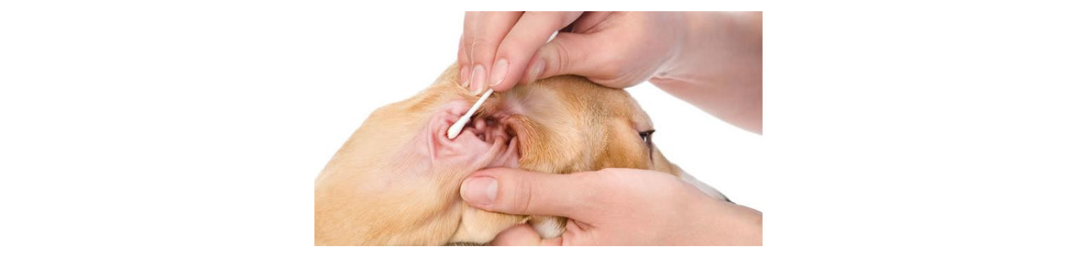 Acquista Medicina per cani per APPARATO UDITIVO
