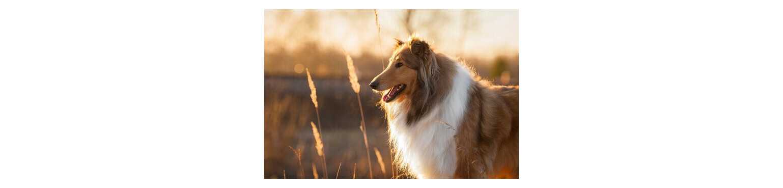 Cibo Umido e Bocconcini per Cani Adulti | ParafarmaciaPet