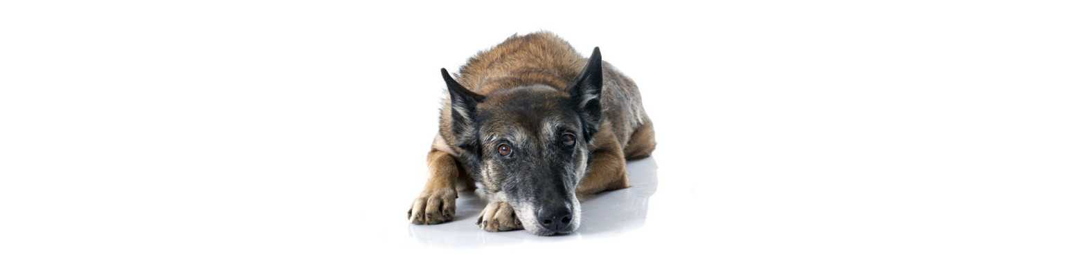 Croquettes Chiens Senior | ParafarmaciaPet
