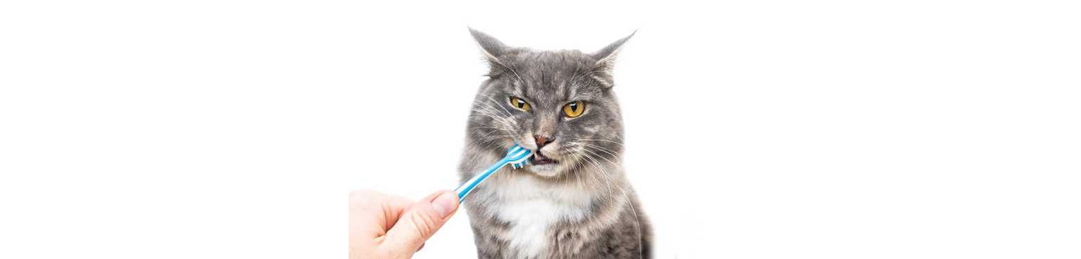 Igiene Orale e Cura dei Denti per Gatti | ParafarmaciaPet